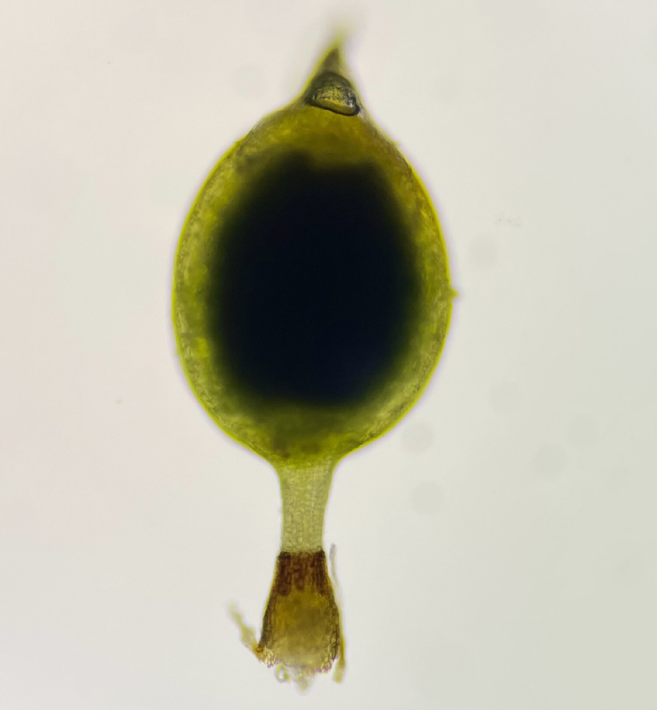 Weissia muhlenbergiana